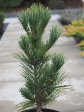 Pinus cembra 'Columna' 
